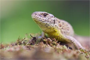 Zauneidechse(Lacerta agilis )