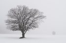 Bäume im Schnee