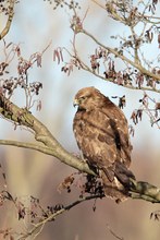 Mäusebussard Wildlife