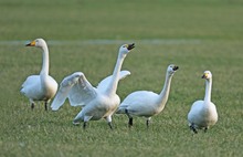 Hallo, wir beide! ...Und um den Singschwan...