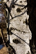 Birkenstamm mit Schatten