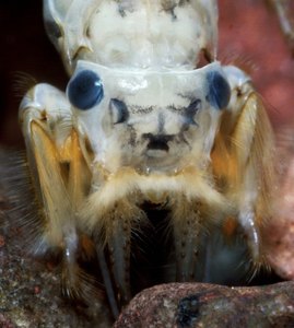 Portrait einer Eintagsfliegenlarve