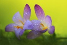 Krokus