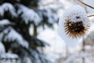Wintersonne
