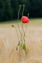 Klatschmohn