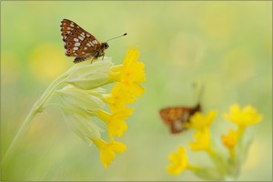 ~ Schlüsselblumen-Würfelfalter ~