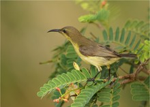 * Grünrücken-Nektarvogel ♀ *