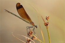 Bronzene Prachtlibelle