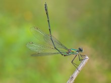 Willow Emerald Damselfly