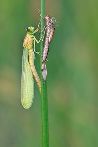 der Predator