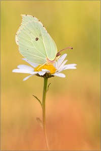 Zitronenfalter (Gonepteryx rhamni)