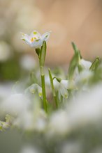 Märzenbecher - Leucojum vernum