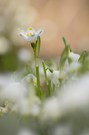 Märzenbecher - Leucojum vernum