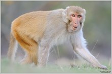 Rhesusaffe (Macaca mulatta)