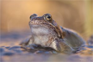 Grasfrosch (Rana temporaria)