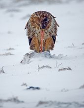 Sonntagsfrühstück im Schneetreiben, gestern...