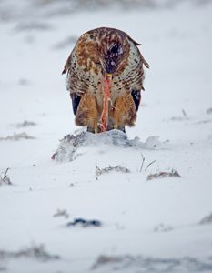 Sonntagsfrühstück im Schneetreiben, gestern...