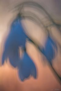 Ich träumte..., es wäre FRÜHLING...