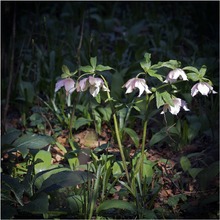 Wilde Christrose/Schneerose Helleborus niger-