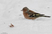 Buchfink im Schnee...