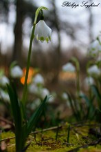 Frühlingsboten