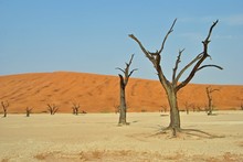 Dead Vlei