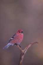 Pine Grosbeak