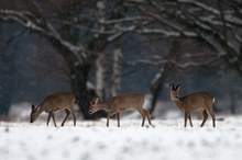 Reh im Schnee