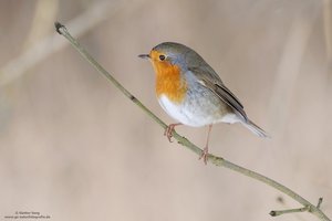 Das Rotkehlchen ...