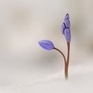 Winter bei Blaustern`s