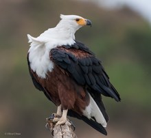 African Fish Eagle