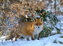 Rotfuchs im Schnee