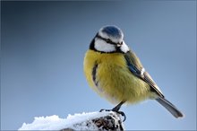 Da hinten kommt der Frühling!