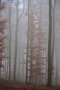 Novembermorgen im Nebelwald