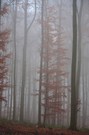 Novembermorgen im Nebelwald
