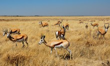 Springbock (Antidorcasmarsupialis)