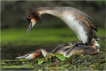 Haubentaucher (Podiceps cristatus)