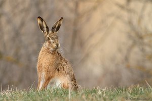 Den Feldhasen (Lepus europaeus)...