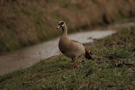 Nilgans