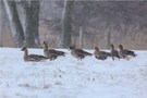 Im für heute versprochenen Schneetreiben:..