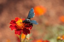 Blaue Holzbiene