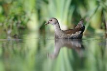 Teichhuhn (Gallinula chloropus)