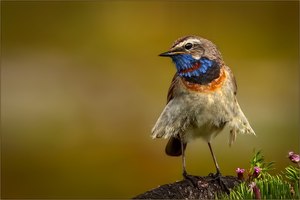 Mein Lieblingsvogel mit Faltenröckchen