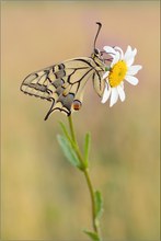 Schwalbenschwanz (Papilio machaon)