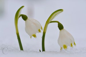 Märzenbecher im Schnee