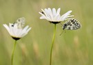 Frühling....!!!