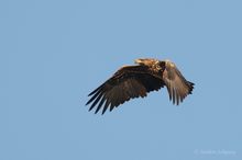 Seeadler