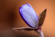 Hepatica nobilis 2013