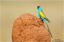 Hoodedsittich (Psephotus dissimilis) Hooded Parrot