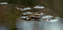 Übers Wasser gehen